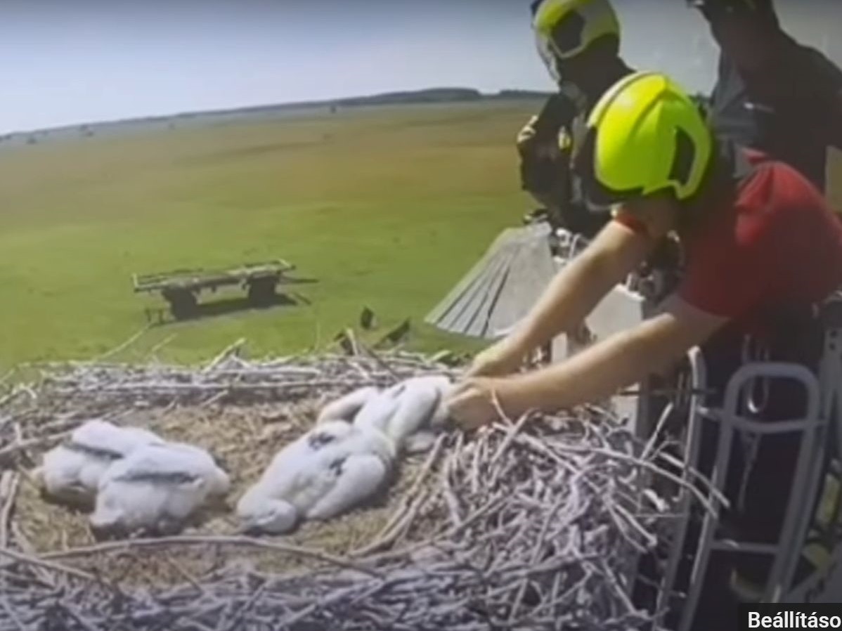 Tűzoltók mentették meg a gólyafiókát, akinek madzag tekeredett a lábára - Videón a mentés