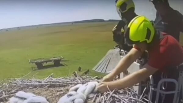 Tűzoltók mentették meg a gólyafiókát, akinek madzag tekeredett a lábára - Videón a mentés