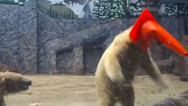 Szenzációs videó - Így játszottak a jegesmedvebocsok a Nyíregyházi Állatparkban