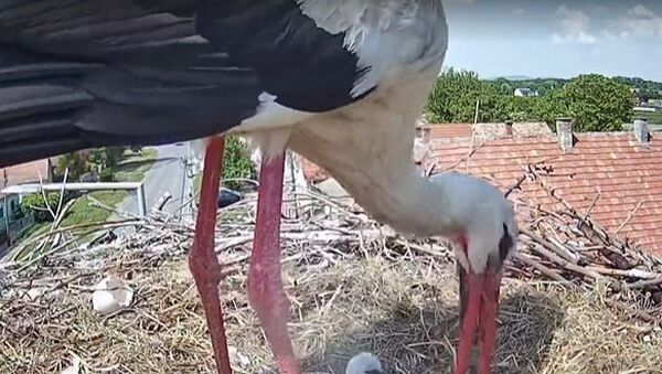 Anyák napján keltek ki az első gólyafiókák - Itt a videó a csodás pillanatokról