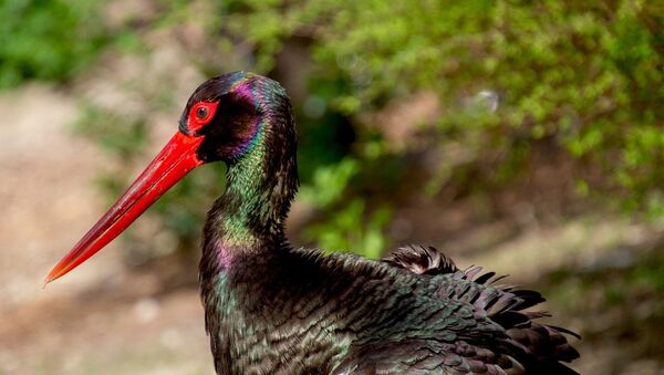 Igazi szenzáció: Fekete gólya fészket találtak Tiszacsegén, már fióka is van benne!