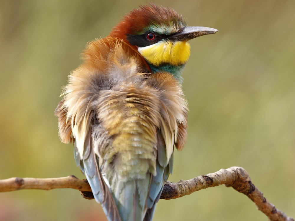 Megkezdődött a színpompás madarak násza - Videón a csodaszép gyurgyalagok