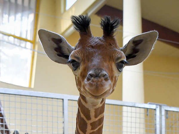 Fotók: cuki kis zsiráf született a Debreceni Állatkertben! Most mutatták meg először a nagyközönségnek
