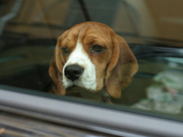 A forró autóban hagyta kutyáját egy nő, amíg elment kávézni! Több mint félmillió forintnyi pénzbüntetést szabtak ki rá